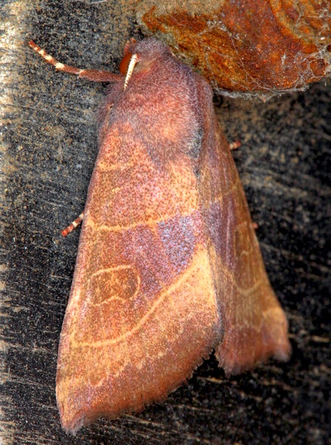 Nuovo Noctuidae - Atethmia ambusta